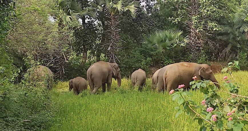 elephant