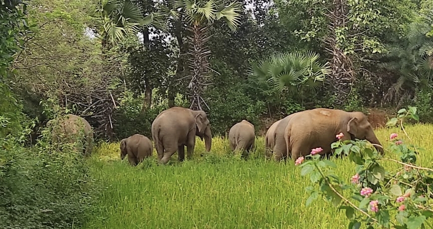 elephant