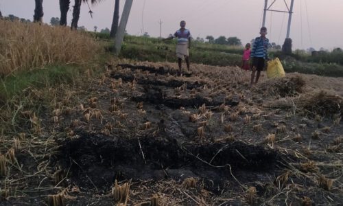 बिजली के शॉर्ट सर्किट होने से जला धान का फसल