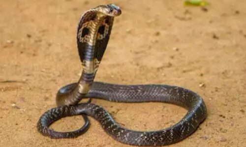 यहां धुमधाम से मनाते हैं नाग दिवाली ऐसे करते हैं नागराज की पुजा।