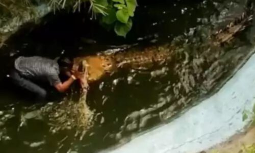 असली मगरमच्छ को समझ लिया प्लास्टिक का भारी पर गई सेल्फी लेना