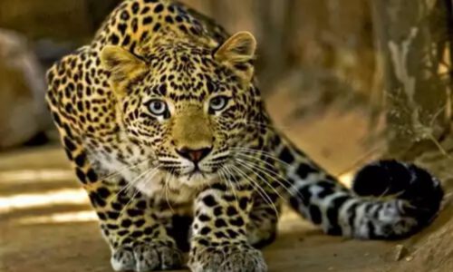 अलीगढ़ कॉलेज में घुसकर हमला करने वाला तेंदुआ को वन विभाग ने पकड़ा ।