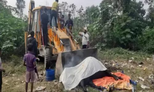 कटिहार में सांड के मौत के बाद गाजे-बाजे के साथ निकाली गई अंतिम यात्रा ।