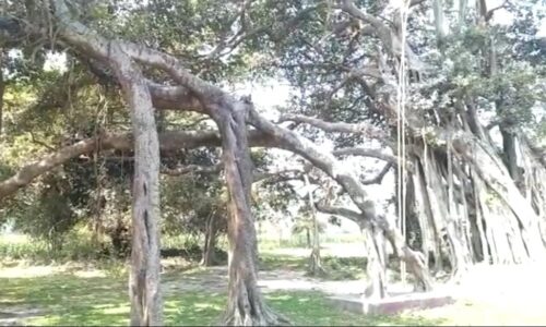 बदलती जलवायु एवं  मानवीय हस्तक्षेप की वजह से कई पक्षियों के अस्तित्व पर खतरा मंडरा रहा है ।