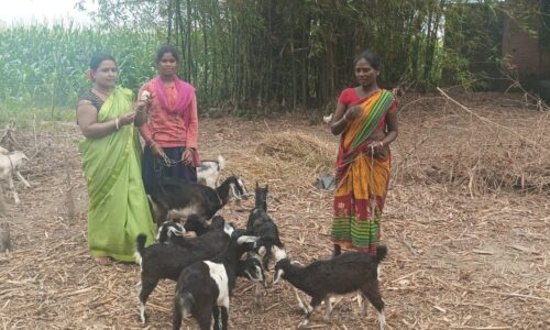 हसनगजं में बकरियों के स्वास्थ्य टिकाकरण का हुआ शुभारंभ
