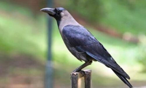 इंटरव्यू का सवालः कौआ किस देश का राष्ट्रीय पक्षी है ?