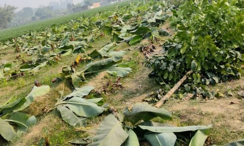 अज्ञात लोगों द्वारा फसल को किया काटकर बरबाद