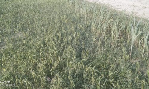 अत्यधिक गर्मी से फसल झुलसे किसान परेशान।