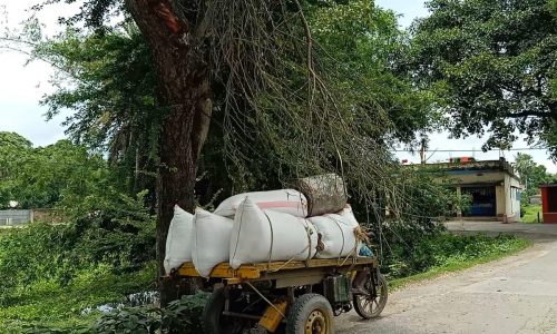 कांटो से भरा हुआ टहनी बीच सड़क में लटका आवागमन हुआ बाधित।