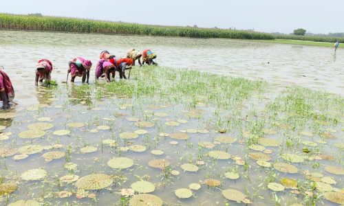 तेज धूप में मखाना खेत में मजदूर कर रहे काम, परेशानी