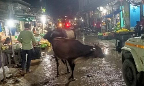 हिंसक सांडों के आतंक से नगरवासी आतंकित