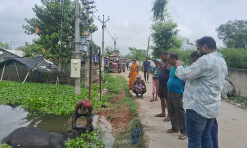 करंट के चपेट में आने से एक भैंस की मौत