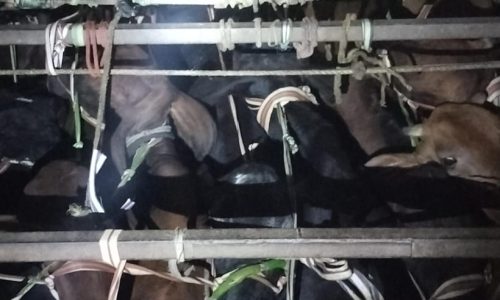 कुरसेला पुलिस की बड़ी कार्रवाई मवेशी तस्करी का भंडाफोड़, 3 ओवरलोड वाहन जब्त, 5 गिरफ्तार