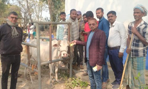 प्राणपुर में एक दर्जन से अधिक पशुओं का हुआ टीकाकरण