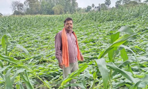 कदवा में आंधी से तैयार मकई की फसल को हुआ व्यापक नुकसान धनगामा पंचायत में के किसान को सबसे अधिक हुआ नुकसान: चमरु यादव