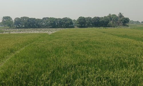 हसनगंज में गरमा धान की खेती सीमित, मखाना की ओर बढ़ा किसानों का रुझान