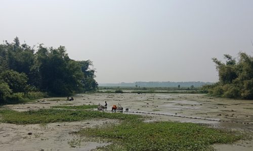मखाना की खेती से आय बढ़ाने में जुटे किसान, खेत में तीन चरणों में हो रही मखाना की निकासी।